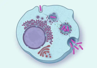 Illustration showing how some intracellular bacteria, such as <em >Legionella pneumophila</em>, manipulate the cell&#39;s membranes for their own good